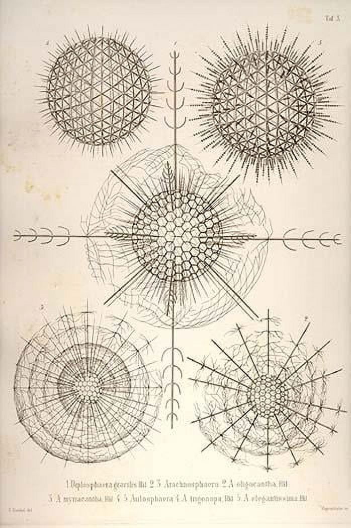 Amoeboid Holoplanktonic Protozoans Called Radiolaria With Mineral amoeboid-holoplanktonic-protozoans-called-radiolaria-with-mineral