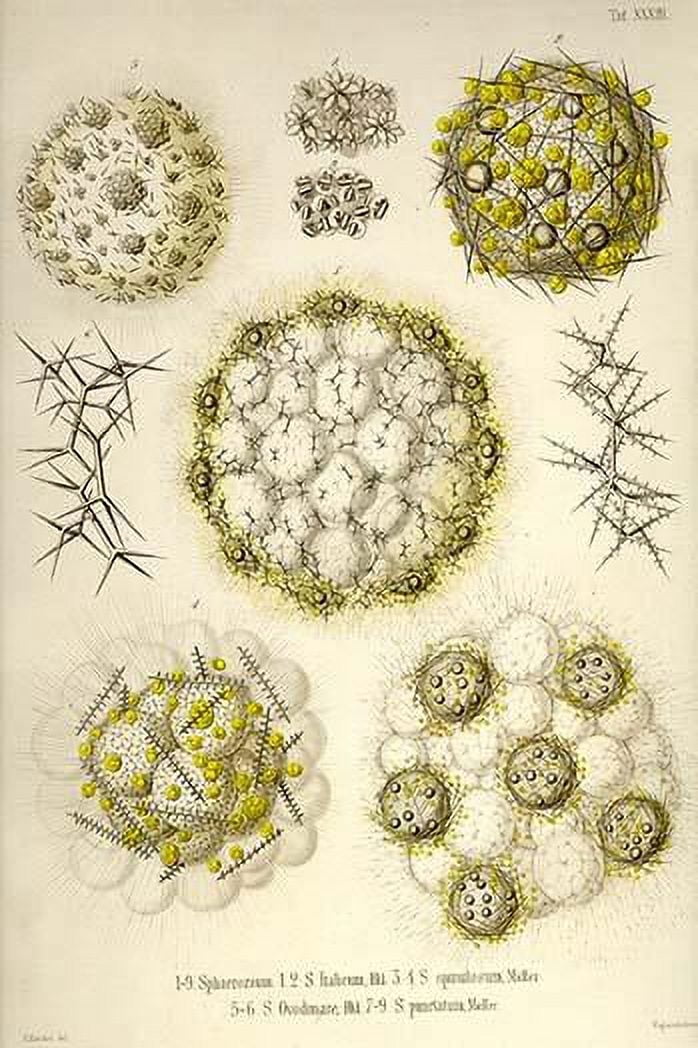 Amoeboid Holoplanktonic Protozoans Called Radiolaria With Mineral amoeboid-holoplanktonic-protozoans-called-radiolaria-with-mineral