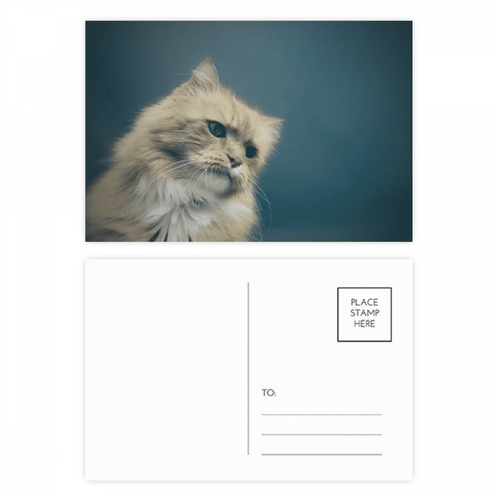 animal blue cat photograph postcard set birthday mailing thanks greeting card