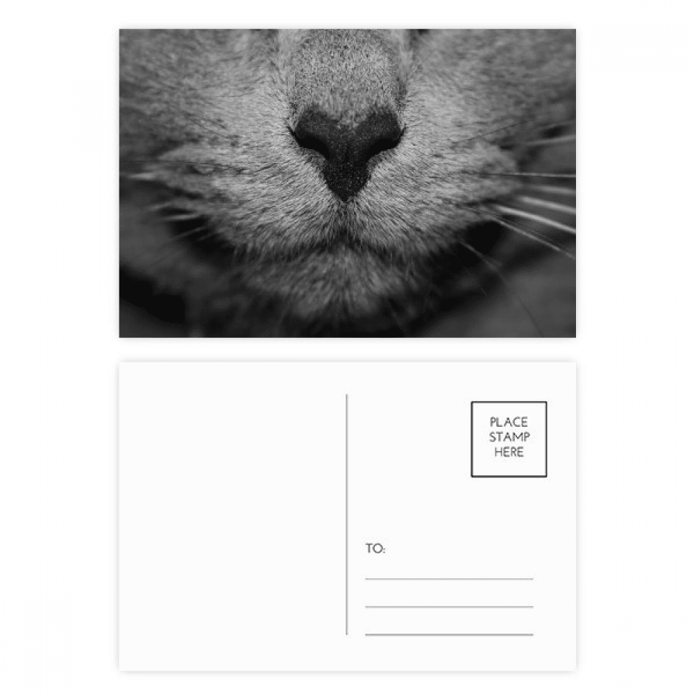 animal cat photograph picture postcard set birthday mailing thanks greeting card