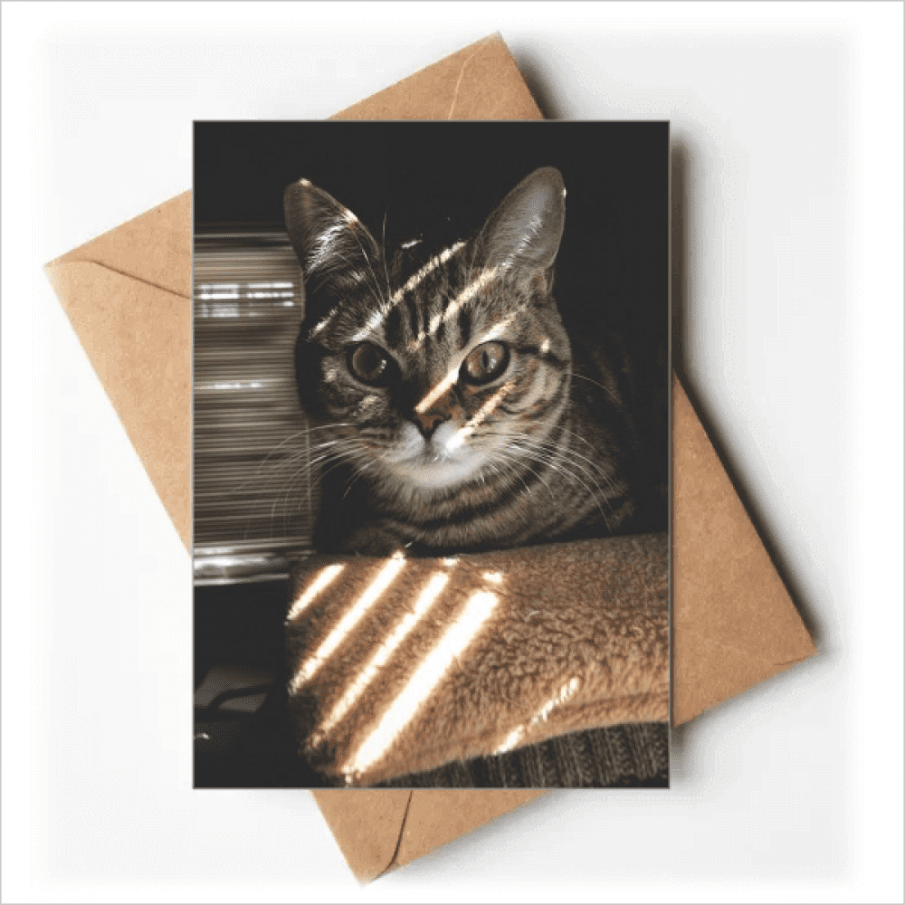 animal cat ray photograph greeting cards you are invited invitations