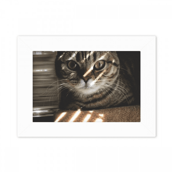 animal cat ray photograph photo mount frame picture art painting desktop 5x7 inch
