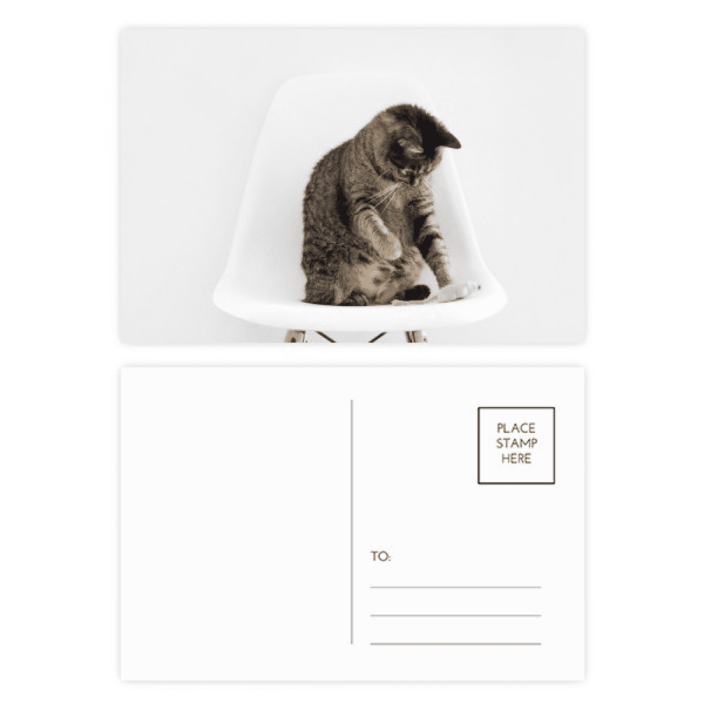 animal funny action cat postcard set birthday mailing thanks greeting card