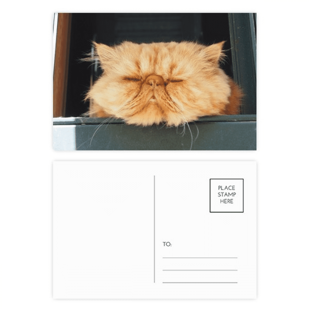 animal funny yellow cat postcard set birthday mailing thanks greeting card