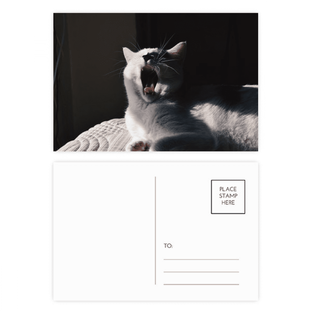 animal yawn cat photograph postcard set birthday mailing thanks greeting card