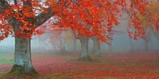 arboles Rojos Canvas Art - Juan Antonio Palacios (10 x 20)