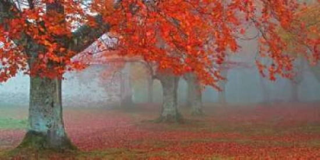 arboles Rojos Canvas Art - Juan Antonio Palacios (24 x 48)