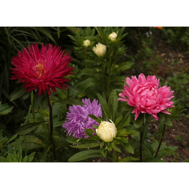 aster, POWDER PUFF MIX CHINA ASTER easy to grow cut flower, 750 seeds! go USA