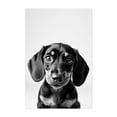 thumbnail image 1 of baby dog - Photography Dog Black and White Animal Portrait Minimalist Unframed Wall Art Print 5 x 7 inches, 1 of 60