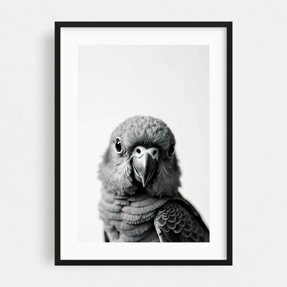 baby parro - Photography Bird Wildlife Black and White Portrait Animal Minimalist Nature Black Framed Wall Art Print 5 x 7 inches