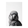 thumbnail image 1 of baby parro - Photography Bird Wildlife Black and White Portrait Animal Minimalist Nature Unframed Wall Art Print 32 x 48 inches, 1 of 60