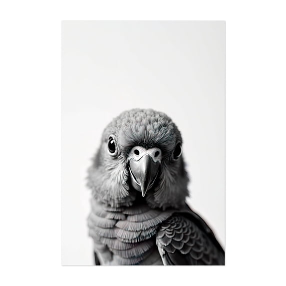 baby parro - Photography Bird Wildlife Black and White Portrait Animal Minimalist Nature Unframed Wall Art Print 32 x 48 inches