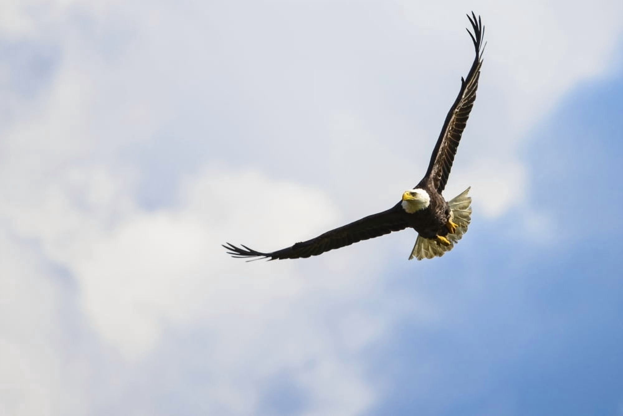 A bald eagle (Haliaeetus leucocephalus) soars over the Serpentine River looking for fish Surrey British Columbia Canada Canvas Art - Bill Collins Design Pics (19 x 12)
