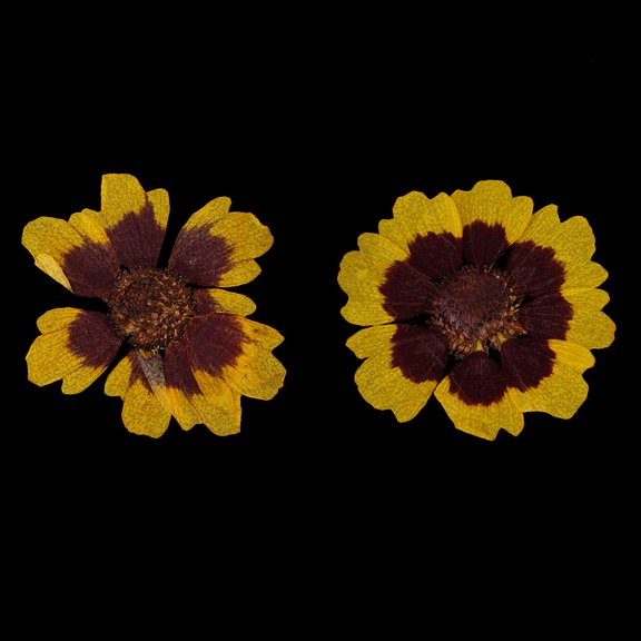 balikha 12pcs Natural Dried Flowers For Scrapbooking Album Decorations Home Decors Holiday Embellishments Colorful Phone Case Ornaments