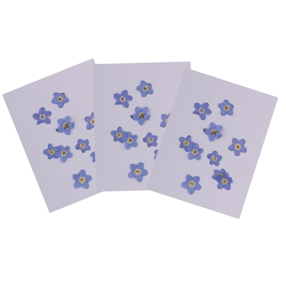 balikha 30 Pieces Real Forget-me-not Dried Flowers Embellishments For DIY Phone Case Decoration For DIY Specimen Craft Resin Ornament Candle Making