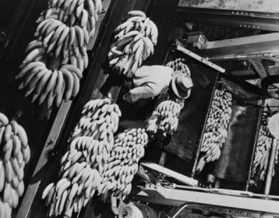 As banana stems enter banana terminal on gantry transferring to conveyor belts which carrying them past grader United Fruit Company Canvas Art - (18 x 24)