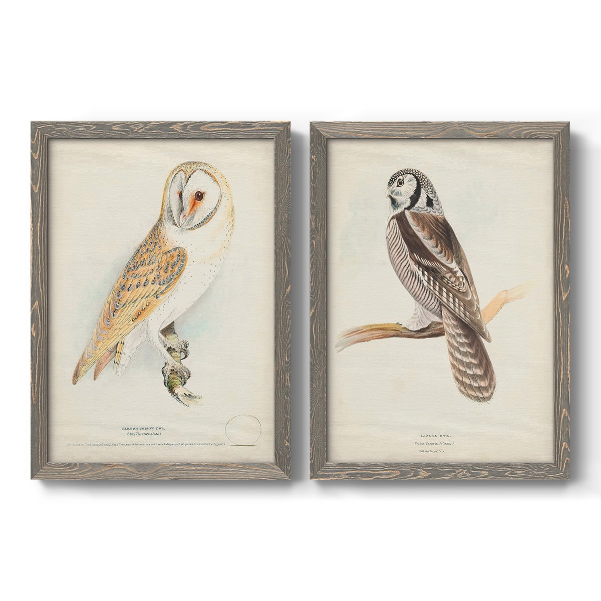 Barn Owl - Premium Framed Canvas 2 Piece Set - Ready to Hang