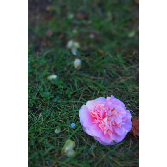 *being Happy / No One's Ever Accused Me of*