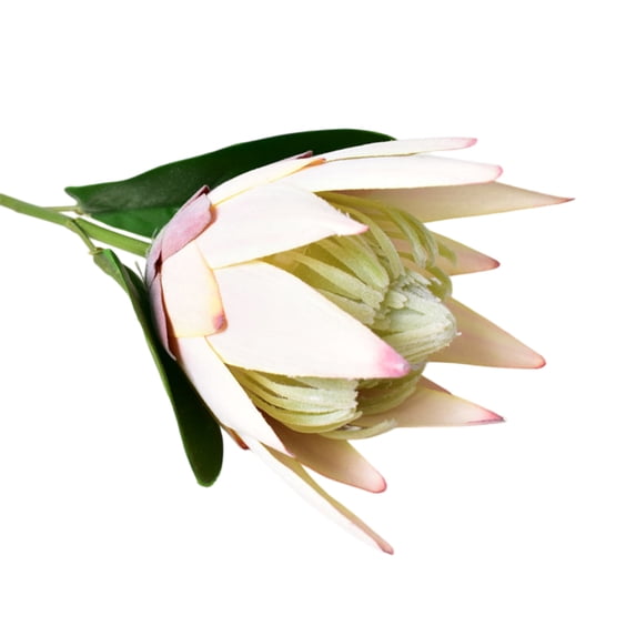 bestolf Artificial King Protea Flowers Lifelike Tropical Floral Arrangements Faux Protea Cynaroide with Stem for Wedding Centerpiece Home Office Table Decor