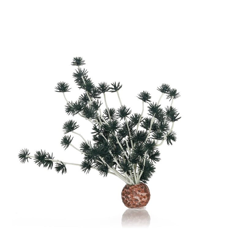 schwarzkiefer bonsai schneiden Seedeo® Japanische Schwarzkiefer (Pinus thunbergii ) Bonsai 30 Samen main image 0