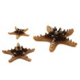 thumbnail image 1 of biOrb Natural Sea Star Set, 1 of 4