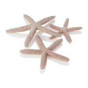 مجموعة نجم البحر الطبيعية بيورب