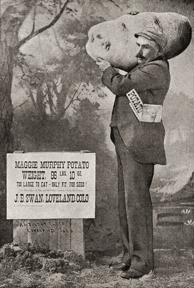The biggest potato on record in 1879 The Maggie Murphy potato weighing 86lbs 10ozFrom The Strand Magazine published 1897 Canvas Art - Ken Welsh Design Pics (11 x 16)