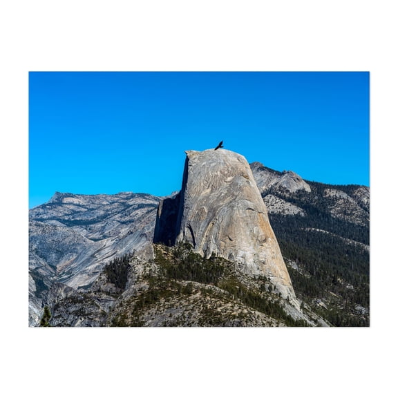 A bird soars past the iconic granite Half Dome while sun shines - California Photography Mountain Landscape Nature Scenic Wilderness Bird Unframed Wall Art Print 8 x 10 inches