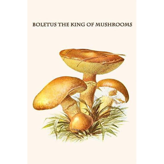 boletus the king of mushrooms-Fine Art Canvas Print (20" x 30")