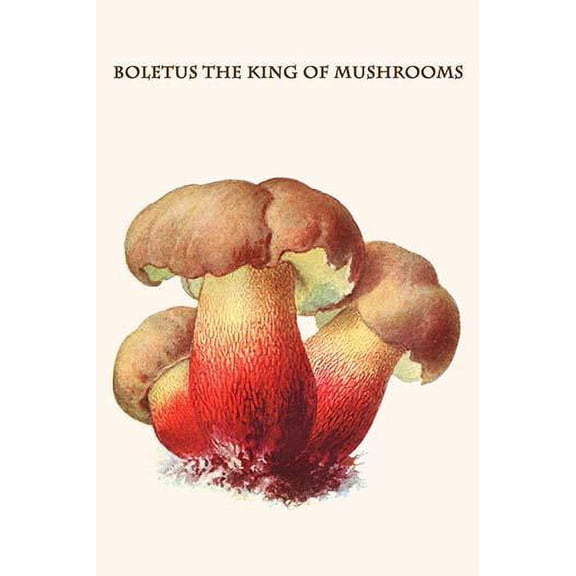 boletus the king of mushrooms-Fine Art Canvas Print (20" x 30")