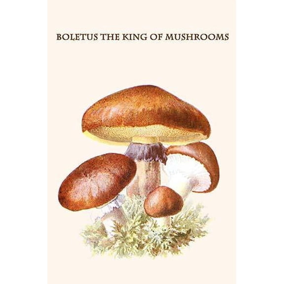 boletus the king of mushrooms-Fine Art Canvas Print (20" x 30")