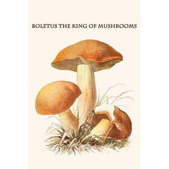 boletus the king of mushrooms-Fine Art Canvas Print (20" x 30")