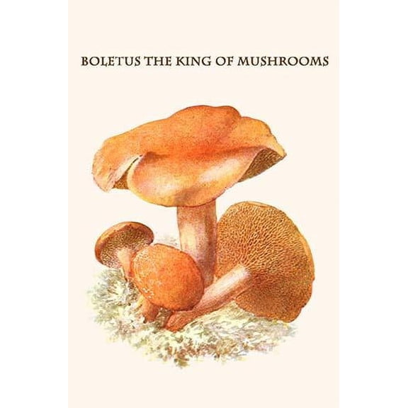 boletus the king of mushrooms-Fine Art Canvas Print (20" x 30")