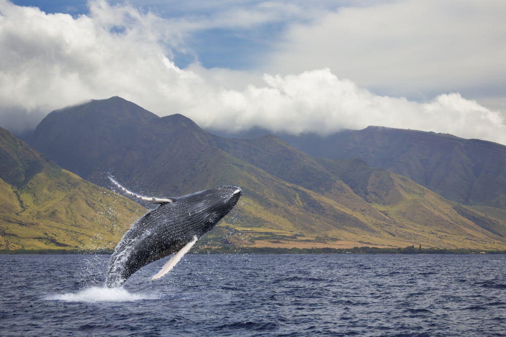 A breaching humpback whale (Megaptera novaeangliae) off the West side of the island of Maui Maui Hawaii United States of America Canvas Art - Dave Fleetham Design Pics (19 x 12)