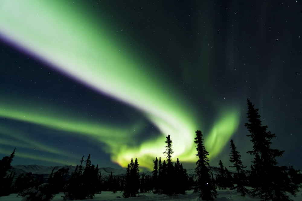 The bright neon green aurora swirling above the boreal forest Chena River State Recreation Area Fairbanks Interior Alaska winter Canvas Art - Sunny Awazuhara- Reed Design Pics (38 x 24)