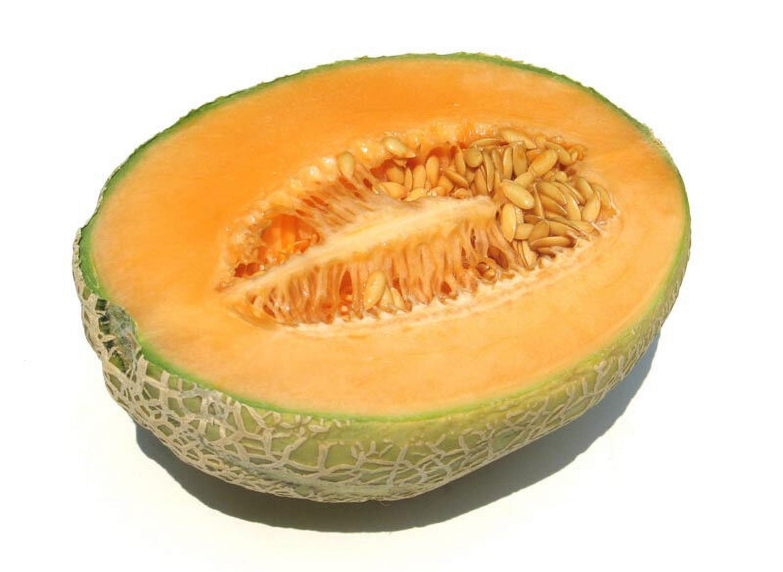 cantaloupe HALES BEST JUMBO Cantalope 70 SEEDS! Go SHIPS FREE W 10