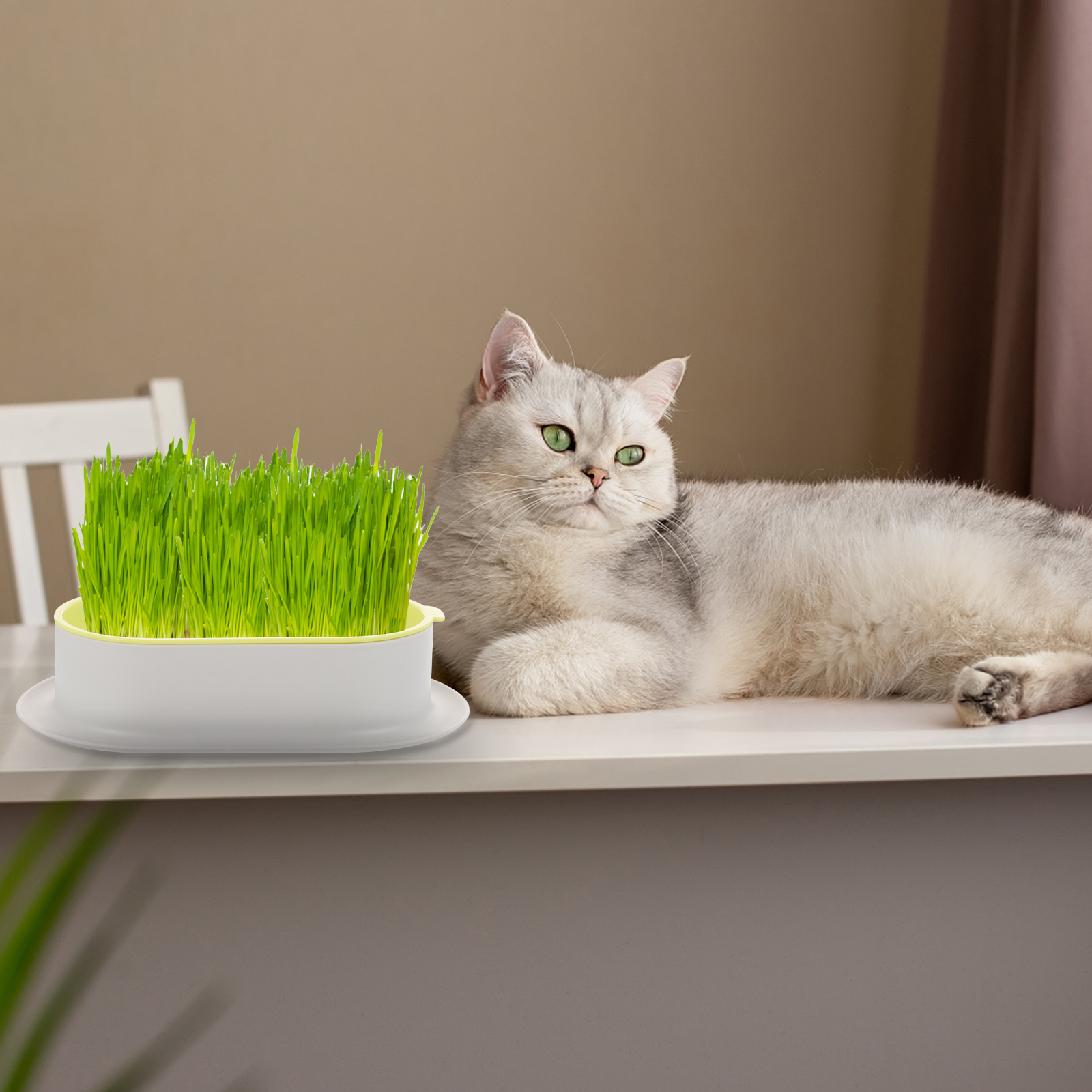 cat grass plant planter Cats Grass Hydroponic Box Cat Grass Planter