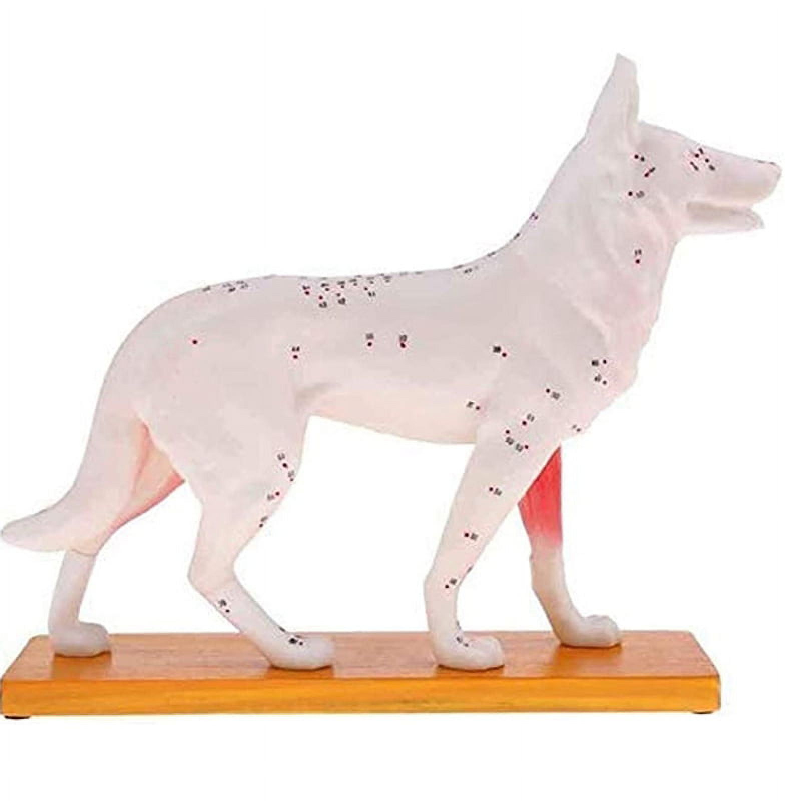 ckepdyeh Anatomical Dog Model Acupuncture Anatomy Acupuncture Point