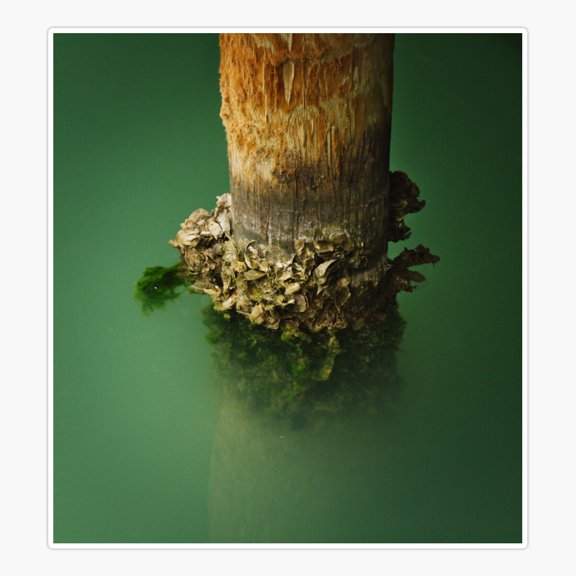 clam post Sticker
