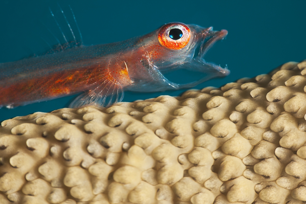 A close look at a Whip Coral Goby (Bryaninops amplus) as it is opening its mouth on whip coral off the island of Yap Yap Micronesia Canvas Art - Dave Fleetham Design Pics (19 x 12)