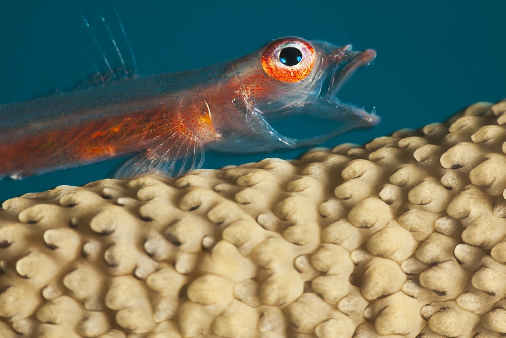 A close look at a Whip Coral Goby (Bryaninops amplus) as it is opening its mouth on whip coral off the island of Yap Yap Micronesia Canvas Art - Dave Fleetham Design Pics (38 x 24)