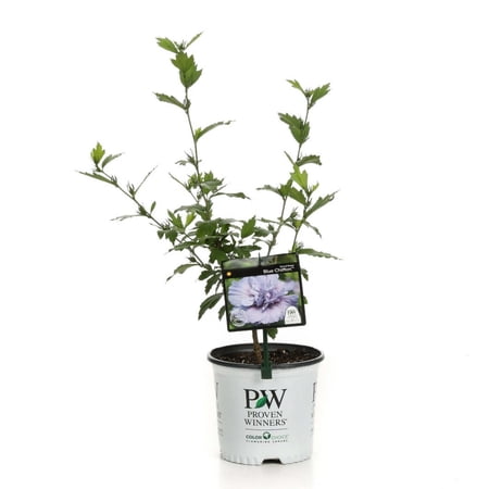Proven Winners ColorChoice 6" Blue Chiffon Rose of Sharon Live Plant in 7.5" Pot