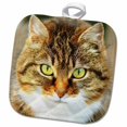 thumbnail image 1 of 3dRose, Cute image of cat. Domestic cat. Cat people, animal, pet, kitty, 8x8 Potholder, 1 of 1