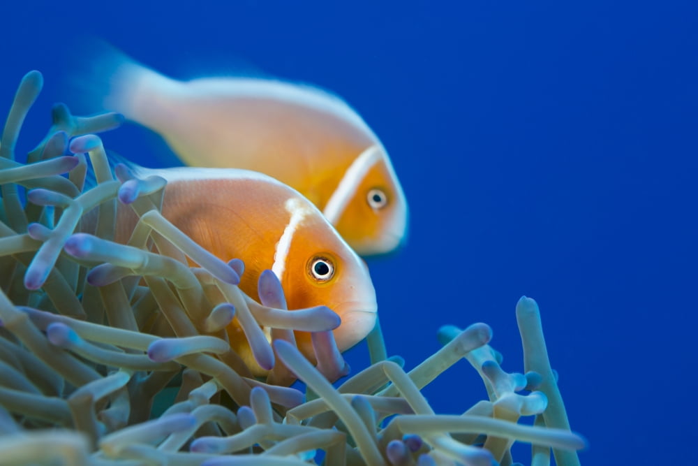 This common anemonefish (Amphiprion perideraion) is most often found associated with the anemone Heteractis magnifica as pictured here Yap Micronesia Canvas Art - Dave Fleetham Design Pics (38 x 24)
