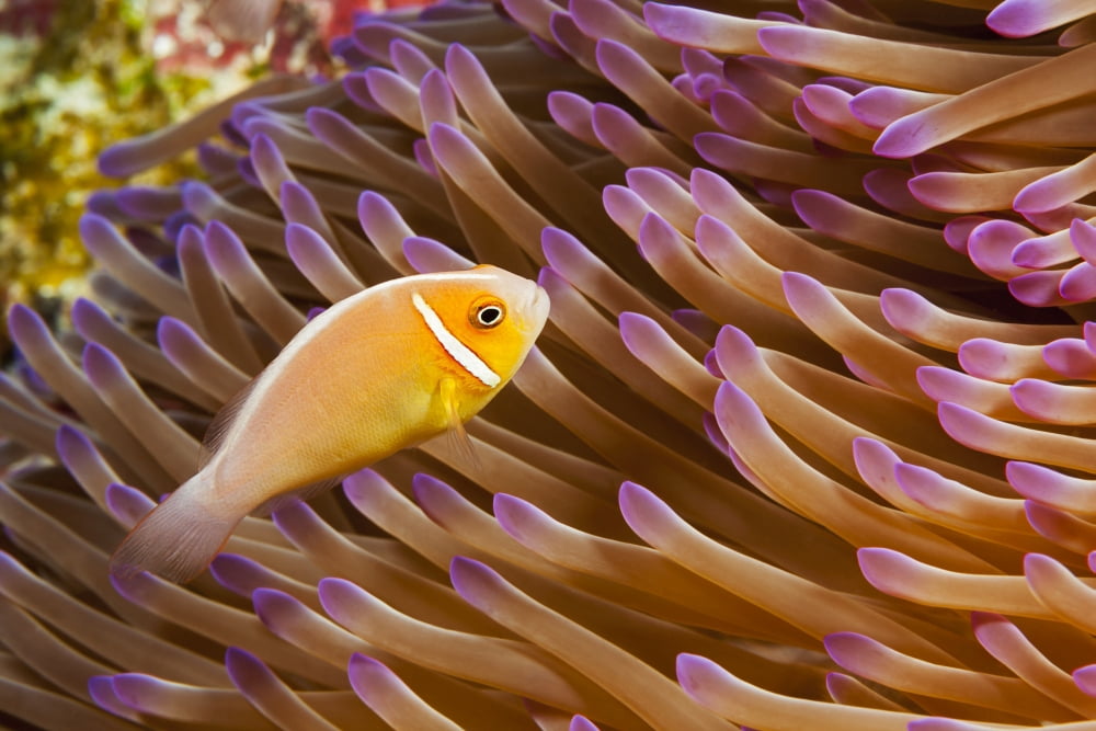 This common anemonefish Amphiprion perideraion is most often found associated with the anemone Heteractis magnifica as pictured here Yap Micronesia Canvas Art - Dave Fleetham Design Pics (38 x 24)