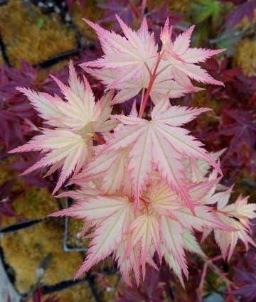 coral pink japanese maple - beautiful coral pink leaves in spring light ...