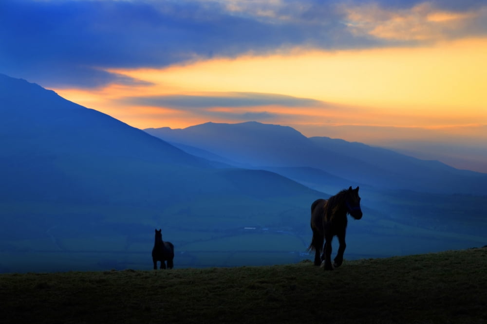 A couple of horses on Croaghaun Hill With the Comeragh Mountains in the background County Waterford Ireland Canvas Art - George Munday Design Pics (38 x 24)