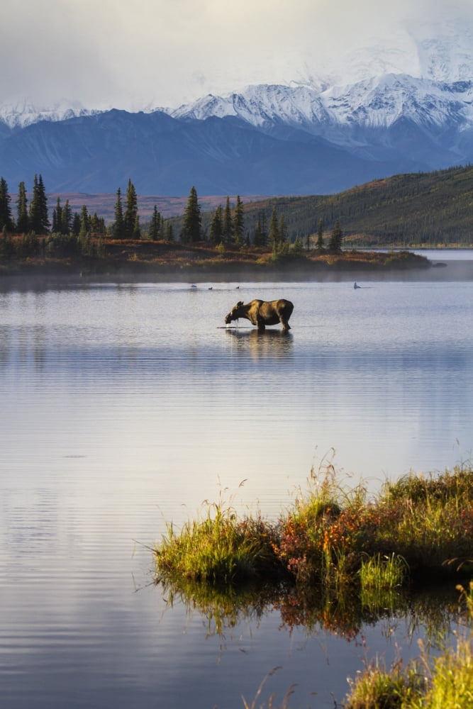 A cow moose stands in Wonder Lake in front of McKinley with colorful fall foliage Fall Denali National Park Interior Alaska USA Canvas Art - Lynn Wegener Design Pics (12 x 19)