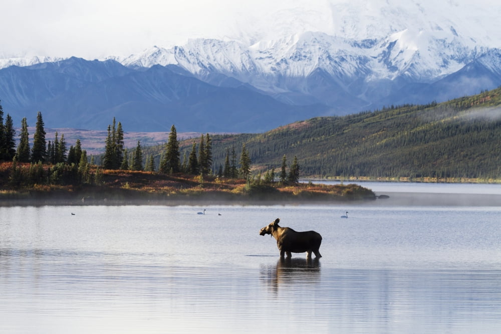 A cow moose stands in Wonder Lake in front of McKinley with colorful fall foliage Fall Denali National Park Interior Alaska USA Canvas Art - Lynn Wegener Design Pics (38 x 24)