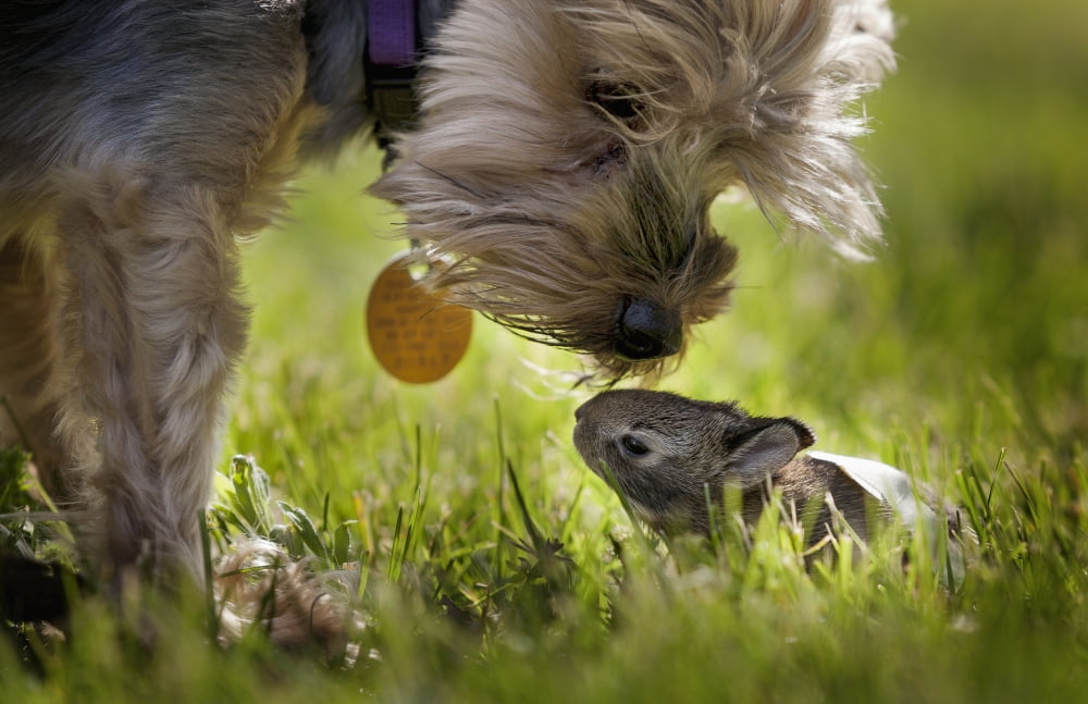 A cute Yorkie dog sniffing a little baby bunny rabbit nestled in the grass Kentucky United States of America Canvas Art - Joey Hayes Design Pics (19 x 12)